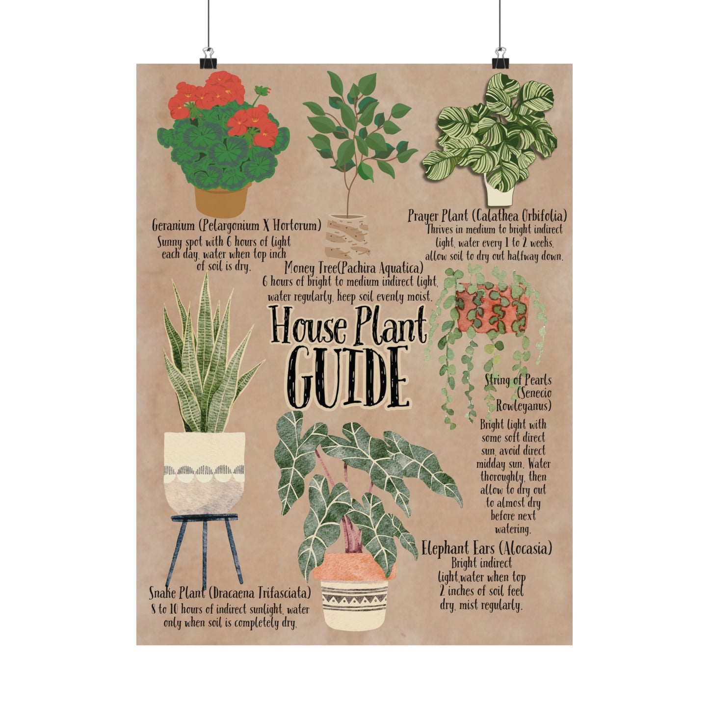 Poster Art, House Plant Guide Series No. 2, Vintage Inspired, Matte Finish, Pick Your Size