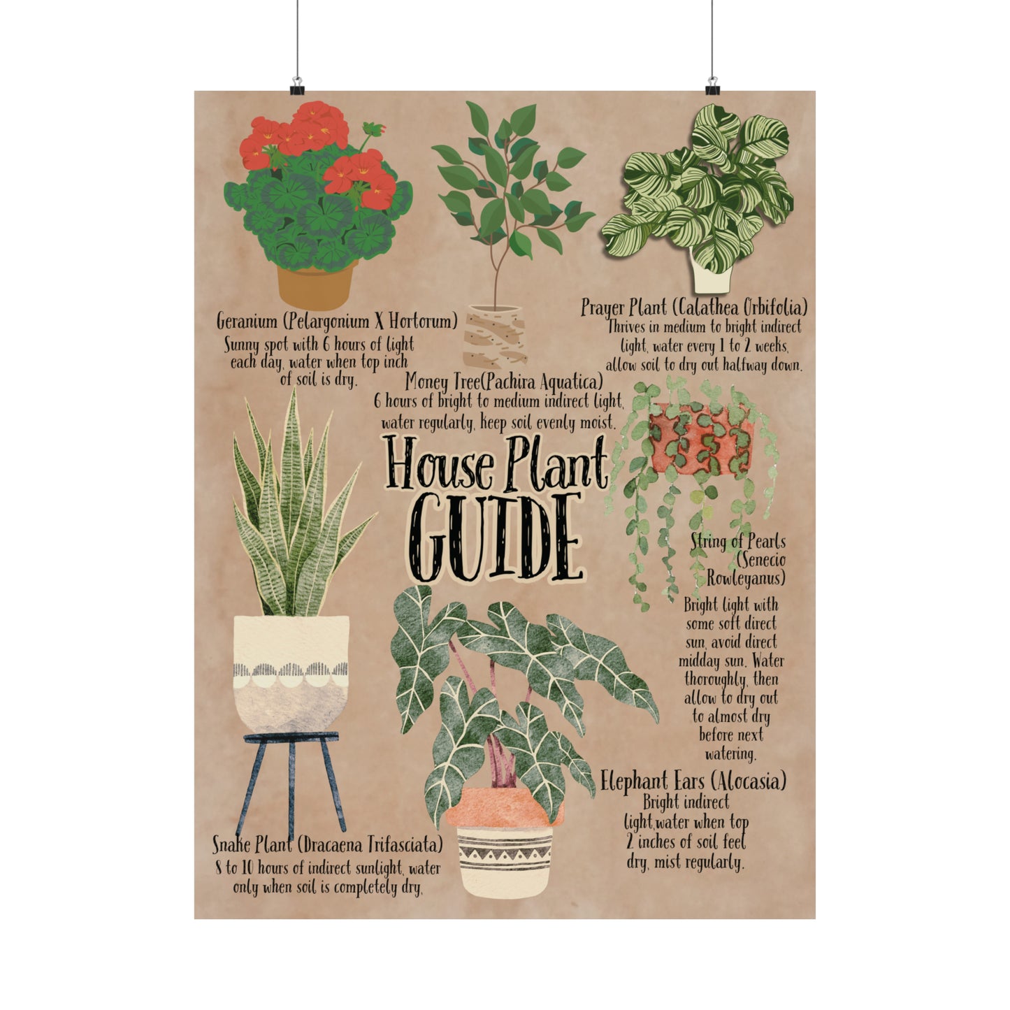 Poster Art, House Plant Guide Series No. 2, Vintage Inspired, Matte Finish, Pick Your Size